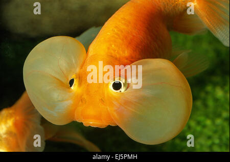 Blase Auge Goldfisch, Carassius Auratus, Ciprinidae, Freshewater Fische