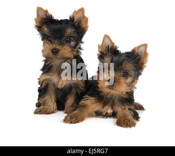 Zwei Welpen der Yorkshire-Terrier, isoliert auf weiss Stockfoto