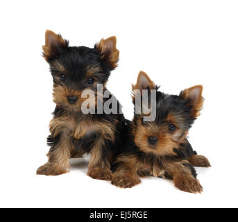 Zwei schöne Welpen der Yorkshire-Terrier, isoliert auf weiss Stockfoto