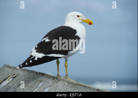 Seetang Möve, Larus Dominicanus, Lamberts Bay, Südafrika Stockfoto