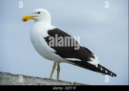 Seetang Möve, Larus Dominicanus, Lamberts Bay, Südafrika Stockfoto