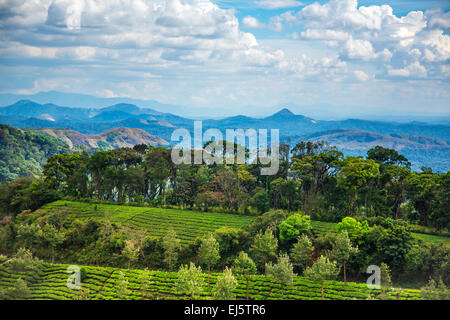Landschaft der Teeplantagen in Indien, Kerala Munnar. Stockfoto
