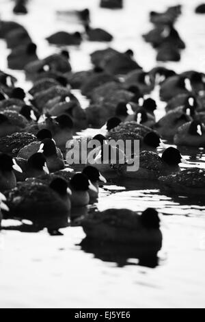 Herde von Blässhühner (Fulica Atra) zu Fuß auf der gefrorenen Oberfläche des Sees. Stockfoto