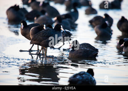 Herde von Blässhühner (Fulica Atra) zu Fuß auf der gefrorenen Oberfläche des Sees. Stockfoto