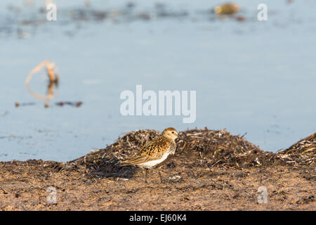 Alpenstrandläufer Vogel am Strand Stockfoto