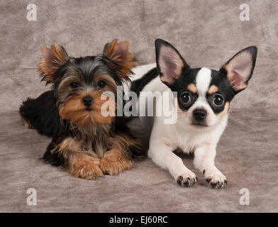 Yorkshire Terrier und Chihuahua auf Textil-Hintergrund Stockfoto