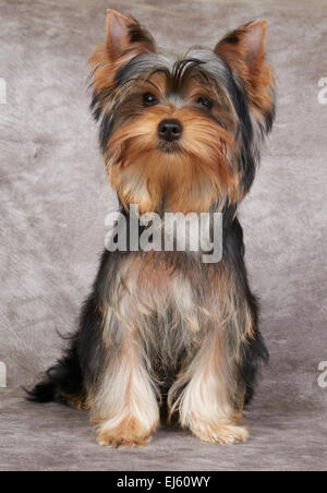 Ein niedlicher Welpe der Yorkshire-Terrier auf dem Textil-Hintergrund Stockfoto