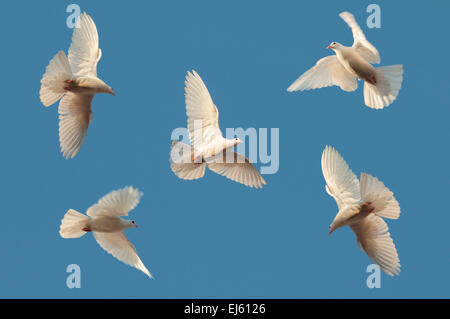 Fünf weiße Tauben fliegen in den klaren Himmel Stockfoto