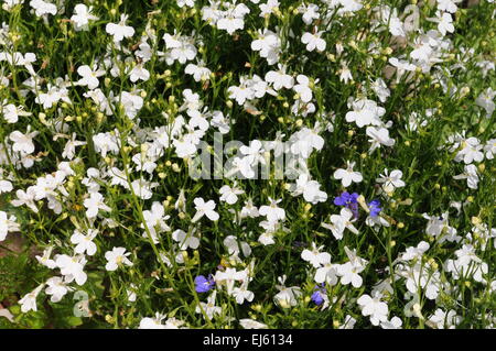 Viele weiße kleine Blüten als Hintergrund (Lobelia) Stockfoto