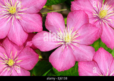 Kleine Gruppe von schönen rosa Blüten (Clematis) Stockfoto