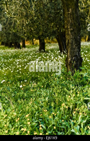 Olivenhain, Apulien, Italien Stockfoto