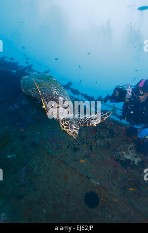 Die echte Karettschildkröte (Eretmochelys Imbricata) Schwimmen vom Taucher, Malediven Stockfoto