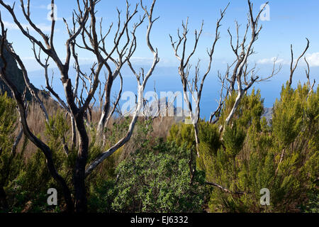 Trockenwald rund um Dorf Masca, in die Ferne Insel La Gomera, Teneriffa, Kanarische Inseln, Spanien. Stockfoto