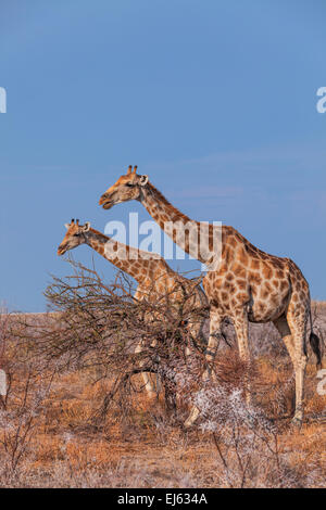 Zwei Giraffen im Etosha Nationalpark, Namibia. Stockfoto