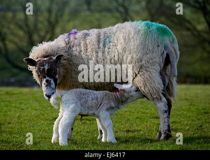 Ein Mutterschaf füttert ihr Neugeborenes Lamm nach der Geburt im Frühjahr in North Yorkshire, Yorkshire Dales. Stockfoto