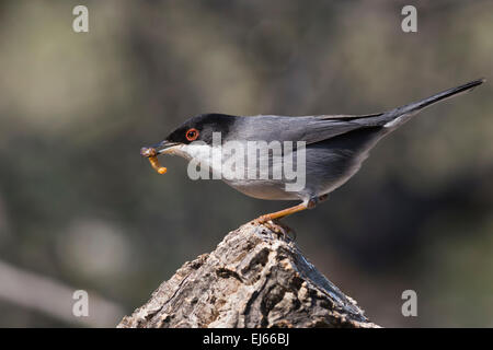 Samtkopfgrasmücke (Sylvia Melanocephala) Stockfoto