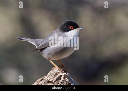 Samtkopfgrasmücke (Sylvia Melanocephala) Stockfoto