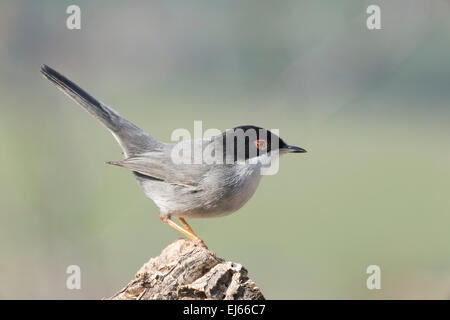 Samtkopfgrasmücke (Sylvia Melanocephala) Stockfoto