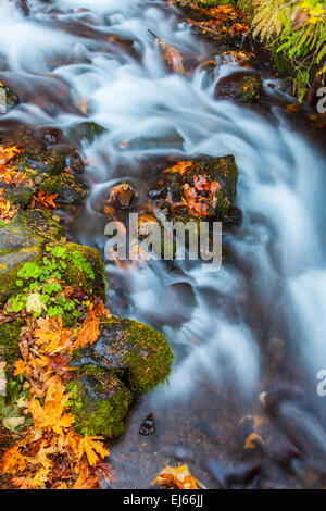 Wahkeena Bach stürzt hinunter durch gefallene Blätter des Herbstes in den Columbia River Gorge National Scenic Area, Oregon, USA. Stockfoto