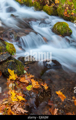 Wahkeena Bach stürzt hinunter durch gefallene Blätter des Herbstes in den Columbia River Gorge National Scenic Area, Oregon, USA. Stockfoto