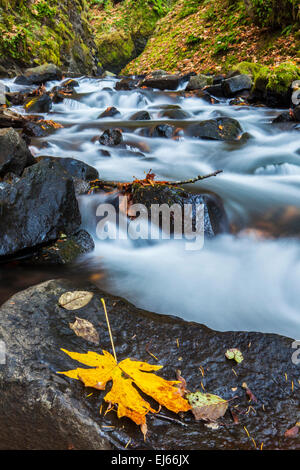 Bridal Veil Bach stürzt hinunter durch gefallene Blätter des Herbstes in den Columbia River Gorge National Scenic Area, Oregon, USA. Stockfoto