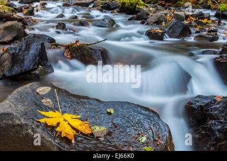 Bridal Veil Creek unter Bridal Veil Falls in Bridal Veil Staatspark, Columbia River Gorge National Scenic Area, Oregon, USA. Stockfoto