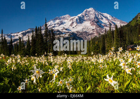 Mount Rainier über eine Wiese von Avalanche Lilien im indischen Henry Jagdrevier in Mount Rainier Nationalpark, Kaskade-Strecke, Stockfoto