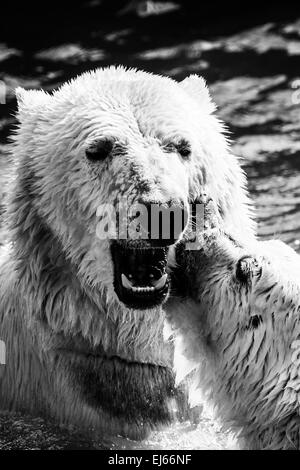 Eisbären kämpfen Stockfoto