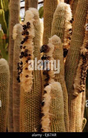 Fuzzy säulenartige Kaktus Carlsbad, New-Mexico - USA Stockfoto