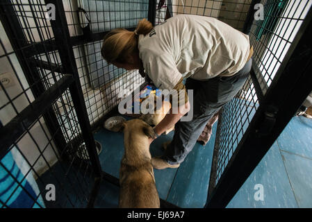 Louise Hastie, Chefarzt der Klinik Nowzad Conrad Lewis, Haustiere Behinderte Hunde, Kabul, Afghanistan Stockfoto