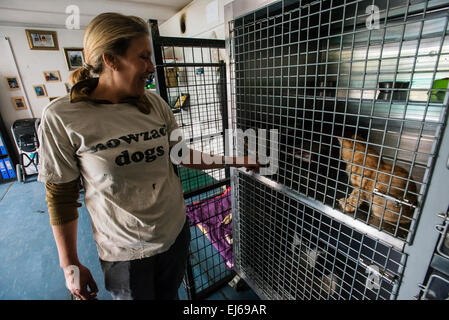 Louise Hastie, Chefarzt der Klinik Nowzad Conrad Lewis, erzählt Geschichten von geretteten Tiere, Kabul, Afghanistan Stockfoto