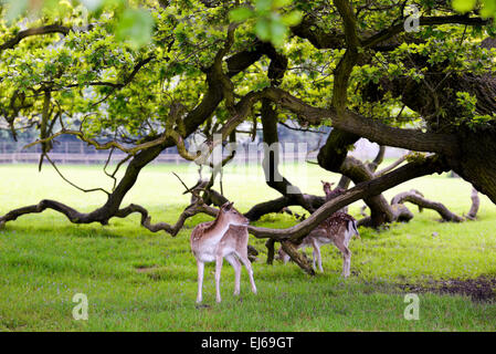 Zwei Hirsche im schönen Wald Hintergrund Stockfoto