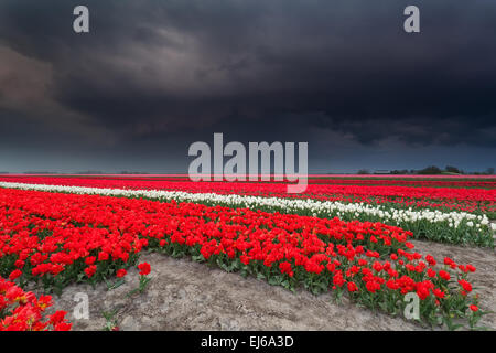 dunklen Gewitterhimmel über Tulpenfeld, Holland Stockfoto