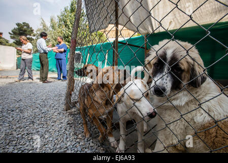 Hunde Käfig in der Nowzad Conrad Lewis Klinik in Kabul, Afghanistan Stockfoto