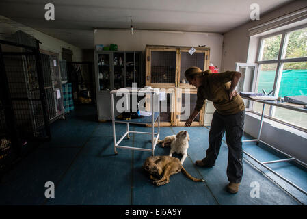 Louise Hastie Kopf der Nowzad Conrad Lewis Klinik spielt mit behinderten Hunden, Kabul, Afghanistan Stockfoto