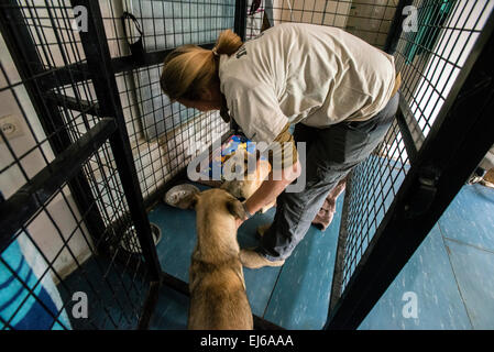 Louise Hastie Kopf der Nowzad Conrad Lewis Klinik spielt mit behinderten Hunden, Kabul, Afghanistan Stockfoto