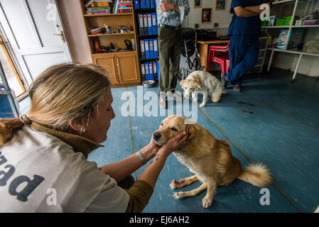 Louise Hastie Kopf der Nowzad Conrad Lewis Klinik spielt mit behinderten Hunden, Kabul, Afghanistan Stockfoto