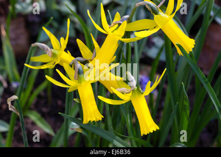 Leuchtende gelbe Trompeten der frühen Blüte Zwerg Narzisse, Narcissus X cyclamineus "The Usurper" Stockfoto