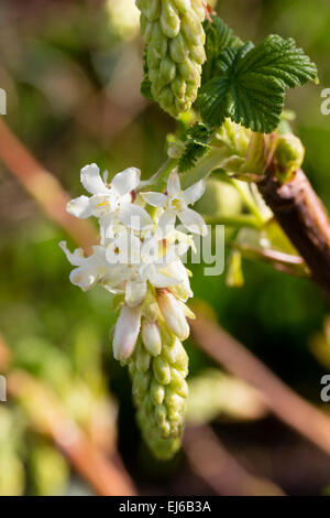 Nahaufnahme einer Blüte von der frühen Blüte Zier Johannisbeere, Ribes Sanguineum 'White Icicle' Stockfoto