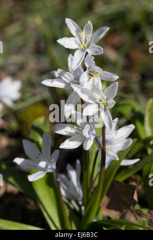 Vorfrühlingsblüher der weißen Form der Sibirische Blaustern, Scilla Siberica 'Alba' Stockfoto