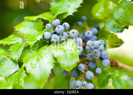 Echte Holly Beeren und Blätter auf rotem Grund. Makro mit extrem flachen Dof. Stockfoto