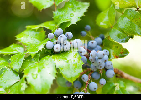 Echte Holly Beeren und Blätter auf rotem Grund. Makro mit extrem flachen Dof. Stockfoto