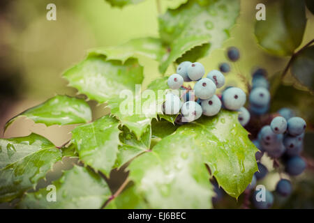 Echte Holly Beeren und Blätter auf rotem Grund. Makro mit extrem flachen Dof. Stockfoto