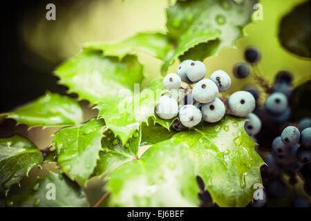 Echte Holly Beeren und Blätter auf rotem Grund. Makro mit extrem flachen Dof. Stockfoto