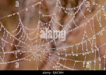 Spinnennetz mit Perle geformt Tautropfen Stockfoto