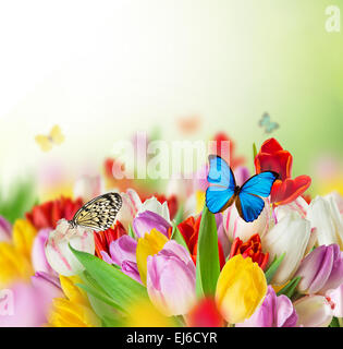 Schöner Blumenstrauß Bunte Tulpen mit Exoten-Butterfliers. Stockfoto