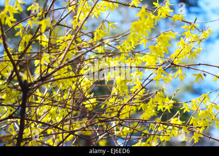 Schönen gelben Forsythien Blumen in voller Blüte Frühling Foto Stockfoto