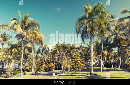 Kokosnuss-Palmen über blauen Himmelshintergrund, getönten Foto mit Filterwirkung Stockfoto