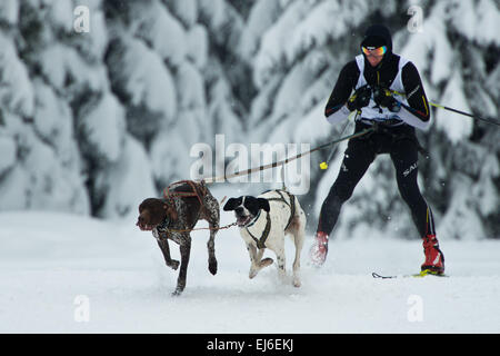 Zwei Hunde und nicht identifizierten Musher während Sleddog speed racing. Stockfoto