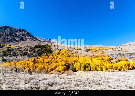 Ein Stand von Aspen Baum in der kalifornischen Sierra Nevada Mountains in der Nähe von Bridgeport Kalifornien im Herbst 2012 Stockfoto